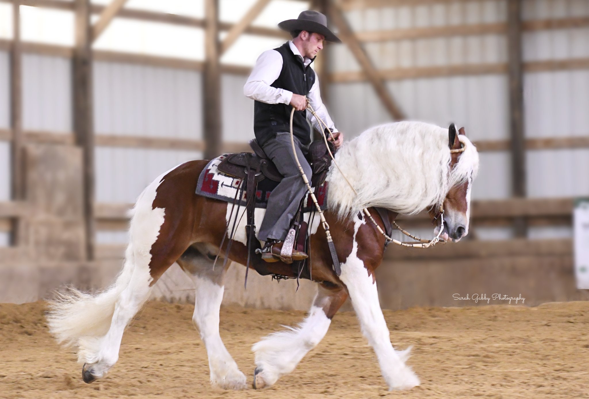 Trigger - 14.2hh Tri Coloured Gypsy x Haflinger @Saddle Mountain Elite Horses